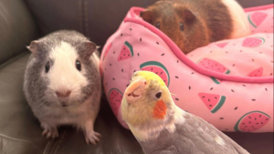 Illustration : "« C’est tellement mignon », amie avec des cochons d'Inde, cette perruche aime chanter en leur compagnie (vidéo)"