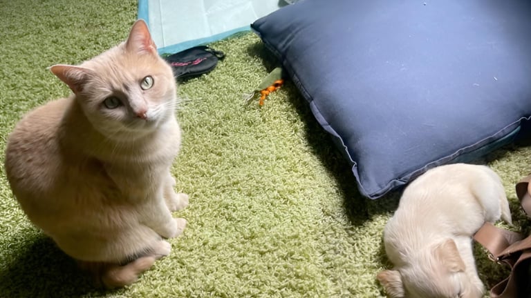 Initié au jeu du cache-cache par un chat de 13 ans, ce chiot s'amuse ...