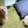 Illustration : Initi&eacute; au jeu du cache-cache par un chat de 13 ans, ce chiot s'amuse tout en restant perplexe (vid&eacute;o)