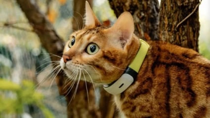 Illustration : Au-del&agrave; de la localisation, ce nouveau collier GPS Kippy analyse aussi le bien-&ecirc;tre de votre f&eacute;lin