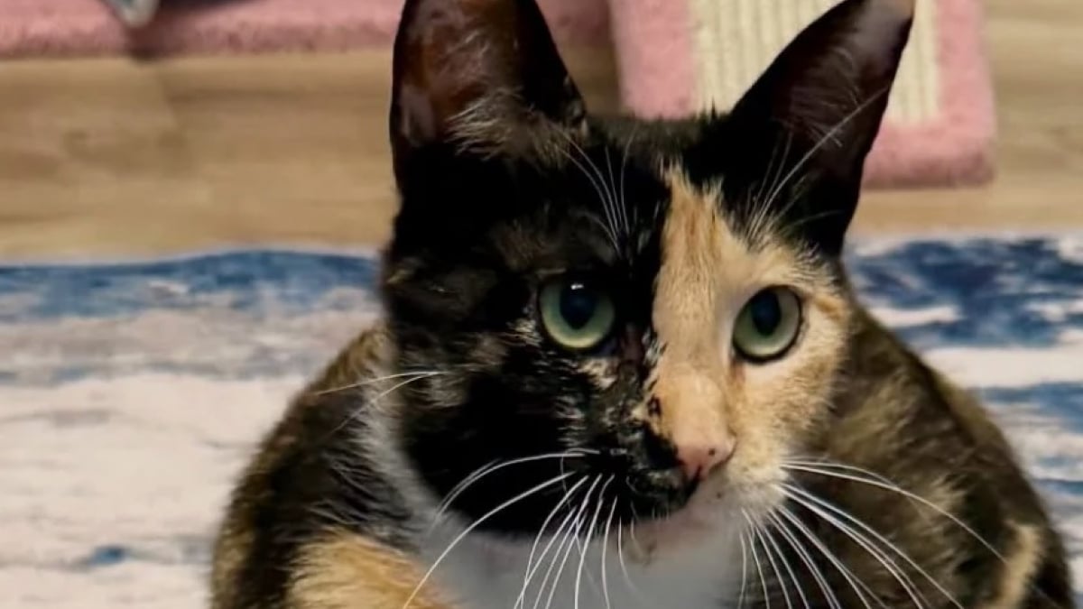 Illustration : "Après s’être occupée de ses 4 chatons, une chatte accepte finalement de baisser la garde et les soins dont elle a besoin"