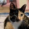 Illustration : Apr&egrave;s s&rsquo;&ecirc;tre occup&eacute;e de ses 4 chatons, une chatte accepte finalement de baisser la garde et les soins dont elle a besoin