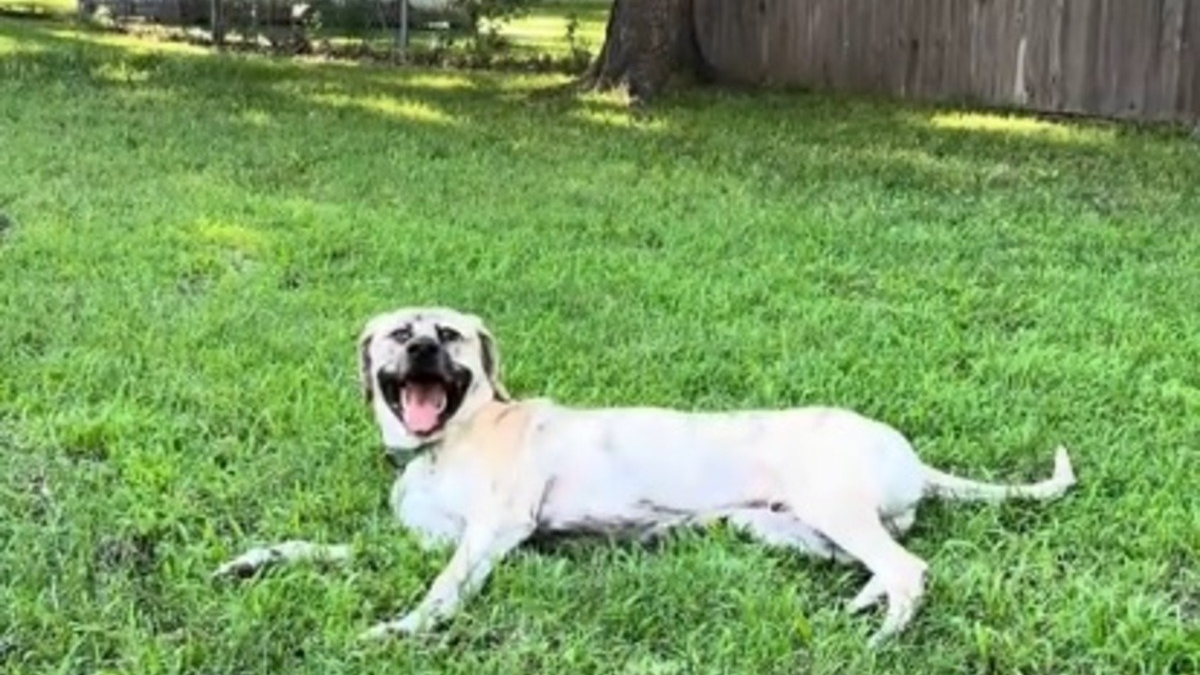 Illustration : "Après des mois en appartement ce chien adopté découvre son nouveau jardin avec une joie très touchante (vidéo)"