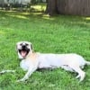 Illustration : Apr&egrave;s des mois en appartement ce chien adopt&eacute; d&eacute;couvre son nouveau jardin avec une joie tr&egrave;s touchante (vid&eacute;o)