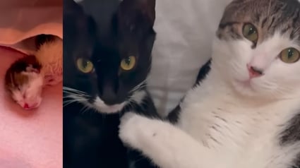 Illustration : En voyage en Cor&eacute;e du Sud, il annule son tour d'Asie pour secourir 2 chatons nouveau-n&eacute;s qu'il soigne en cachette &agrave; l'h&ocirc;tel