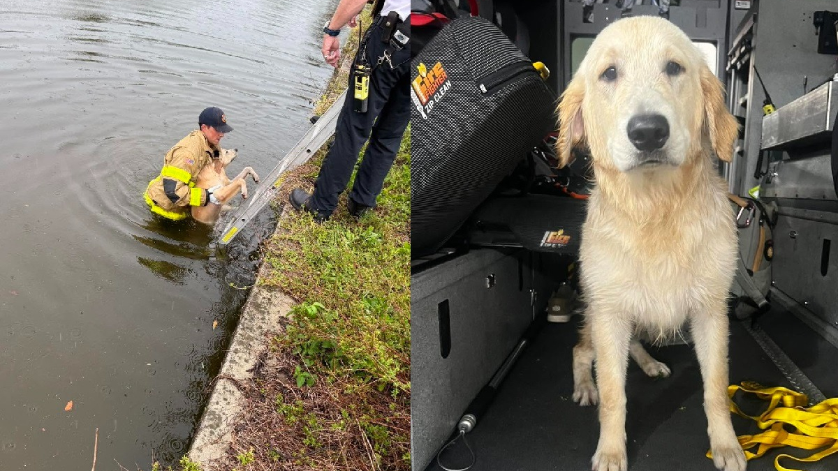 Illustration : "Tombé dans un canal ce chien épuisé est sauvé, passe la nuit au chaud chez les pompiers, avant de vivre d'émouvantes retrouvailles avec sa famille"
