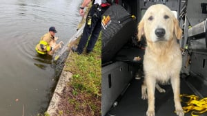 Illustration : "Tombé dans un canal ce chien épuisé est sauvé, passe la nuit au chaud chez les pompiers, avant de vivre d'émouvantes retrouvailles avec sa famille"