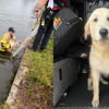 Illustration : Tomb&eacute; dans un canal ce chien &eacute;puis&eacute; est sauv&eacute;, passe la nuit au chaud chez les pompiers, avant de vivre d'&eacute;mouvantes retrouvailles avec sa famille