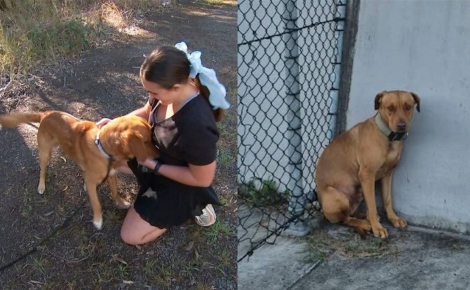 Son chien qu'elle a elle-même entraîné au pistage suit des traces de sang lors d'une promenade et découvre un congénère perdu et blessé