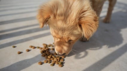 Illustration : Le brossage des dents est inutile si le chien mange des croquettes : mythe ou r&eacute;alit&eacute; ?