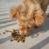 Illustration : Le brossage des dents est inutile si le chien mange des croquettes : mythe ou r&eacute;alit&eacute; ?