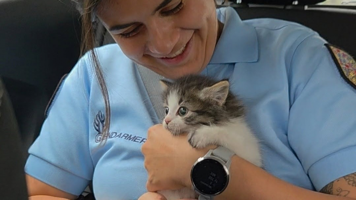 Illustration : "En croisant un minuscule chaton en danger, des gendarmes du Jura (39) interrompent leur patrouille pour lui offrir une nouvelle vie"