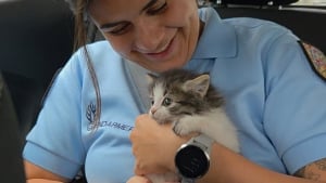 Illustration : "En croisant un minuscule chaton en danger, des gendarmes du Jura (39) interrompent leur patrouille pour lui offrir une nouvelle vie"