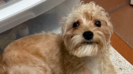 Illustration : Une sauveteuse fait la rencontre d&rsquo;un chiot abandonn&eacute; dans un parc naturel et forge un lien fort et imm&eacute;diat avec lui (vid&eacute;o)