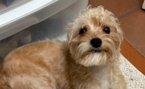 Une sauveteuse fait la rencontre d’un chiot abandonné dans un parc naturel et forge un lien fort et immédiat avec lui (vidéo)