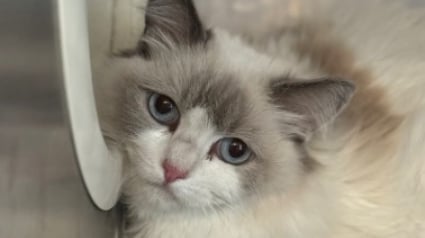 Illustration : 78 chats sauv&eacute;s d&rsquo;une r&eacute;sidence surchauff&eacute;e envahie par une odeur d&rsquo;ammoniac s&rsquo;appr&ecirc;tent &agrave; tourner la page (vid&eacute;o)