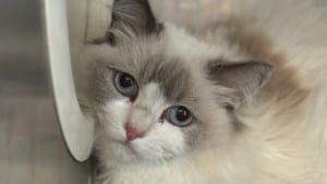 Illustration : 78 chats sauv&eacute;s d&rsquo;une r&eacute;sidence surchauff&eacute;e envahie par une odeur d&rsquo;ammoniac s&rsquo;appr&ecirc;tent &agrave; tourner la page (vid&eacute;o)
