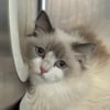 Illustration : 78 chats sauv&eacute;s d&rsquo;une r&eacute;sidence surchauff&eacute;e envahie par une odeur d&rsquo;ammoniac s&rsquo;appr&ecirc;tent &agrave; tourner la page (vid&eacute;o)