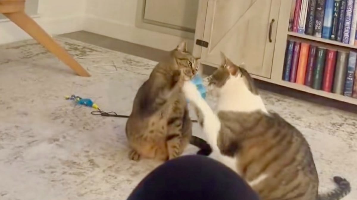 Illustration : "Des chats malicieux simulent une bagarre pour obtenir des friandises, mais leur maîtresse n’est pas dupe (vidéo)"