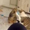 Illustration : Des chats malicieux simulent une bagarre pour obtenir des friandises, mais leur ma&icirc;tresse n&rsquo;est pas dupe (vid&eacute;o)