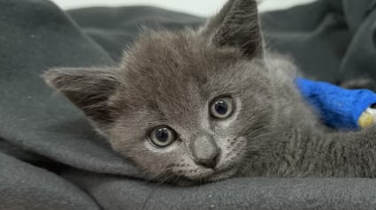 Illustration : Apr&egrave;s avoir recueilli un chaton jet&eacute; d'une voiture en marche, elles attendent la fin de son hospitalisation pour l'adopter