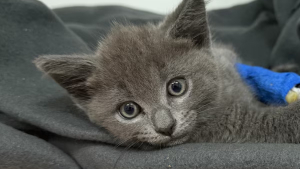 Illustration : Après avoir recueilli un chaton jeté d'une voiture en marche, elles attendent la fin de son hospitalisation pour l'adopter