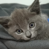 Illustration : Apr&egrave;s avoir recueilli un chaton jet&eacute; d'une voiture en marche, elles attendent la fin de son hospitalisation pour l'adopter