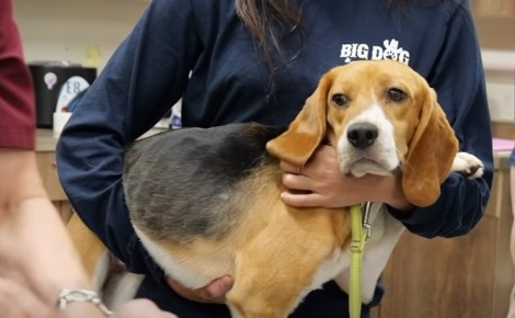 Rescapé d'un élevage le destinant aux laboratoires, un Beagle que l'on croyait tué par un alligator après une fugue refait surface