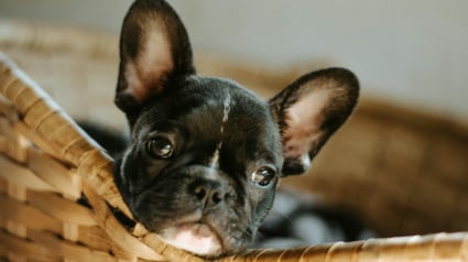 Illustration : Pourquoi votre chien gratte-t-il son panier avant de s&rsquo;y coucher ?
