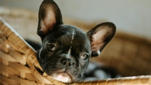 Illustration : Pourquoi votre chien gratte-t-il son panier avant de s&rsquo;y coucher ?