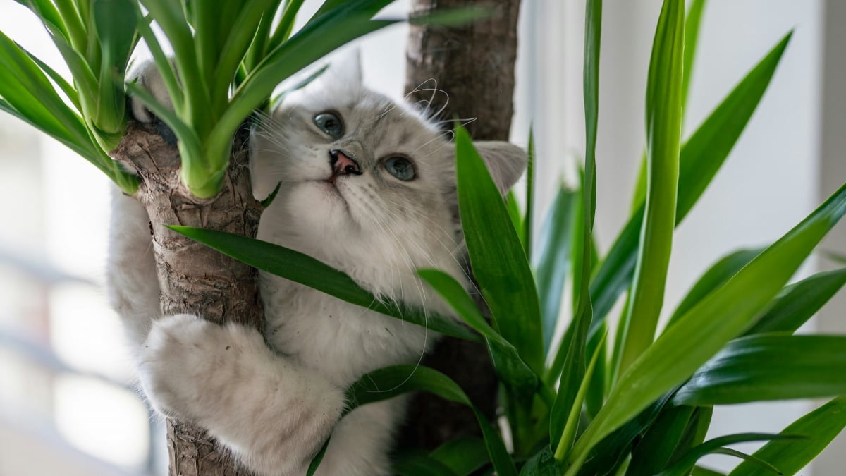 Illustration : "Pourquoi votre chat se met-il soudainement à mordre vos plantes ?"