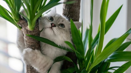 Illustration : Pourquoi votre chat se met-il soudainement &agrave; mordre vos plantes ?