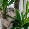Illustration : Pourquoi votre chat se met-il soudainement &agrave; mordre vos plantes ?