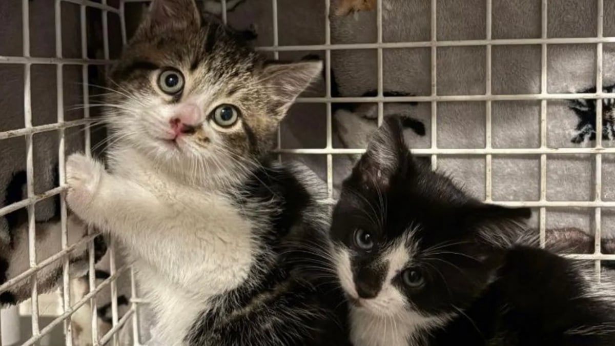 Illustration : "Pour sauver une portée de chatons habilement cachée dans leur usine ces employés déploient les grands moyens"