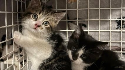 Illustration : Pour sauver une port&eacute;e de chatons habilement cach&eacute;e dans leur usine ces employ&eacute;s d&eacute;ploient les grands moyens