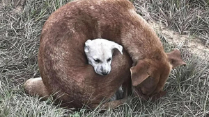 Illustration : La photo montrant une chienne errante enveloppant son chiot pour le protéger du froid suscite un élan d'émotion et de solidarité qui les sauve