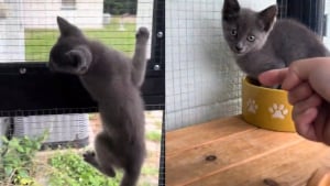 Illustration : Un chaton errant entre dans un catio aménagé pour 5 chats et surmonte sa peur des humains pour intégrer la famille (vidéo)