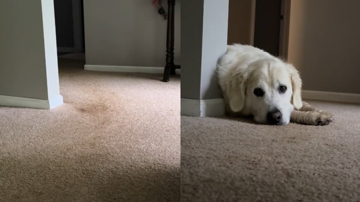 Illustration : "Une femme refuse de laver sa moquette pour conserver la trace de son vieux Golden Retriever (vidéo)"