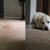 Illustration : Une femme refuse de laver sa moquette pour conserver la trace de son vieux Golden Retriever (vid&eacute;o)