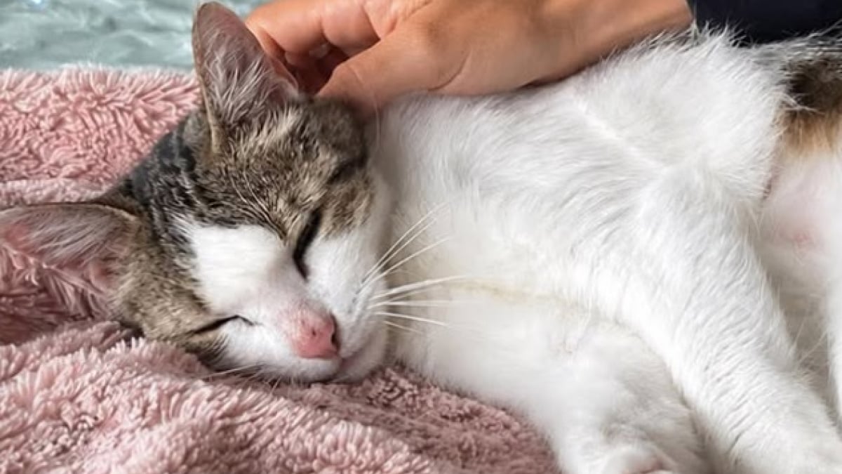 Illustration : "Après un mois de disparition, une chatte originaire de Bretagne est retrouvée à Paris"