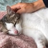 Illustration : Apr&egrave;s un mois de disparition, une chatte originaire de Bretagne est retrouv&eacute;e &agrave; Paris