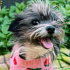 Illustration : Physiquement handicap&eacute;s, ce chien s&eacute;nior et ce lapin se lient d&rsquo;amiti&eacute; d&egrave;s leur premi&egrave;re rencontre (vid&eacute;o)
