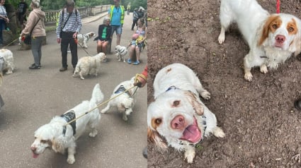 Illustration : Dans le berceau historique de leur race, 60 Clumber-Spaniels r&eacute;unis pour mettre &agrave; l'honneur un h&eacute;ritage rare