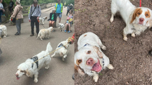 Illustration : Dans le berceau historique de leur race, 60 Clumber-Spaniels réunis pour mettre à l'honneur un héritage rare