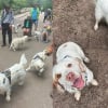 Illustration : Dans le berceau historique de leur race, 60 Clumber-Spaniels r&eacute;unis pour mettre &agrave; l'honneur un h&eacute;ritage rare