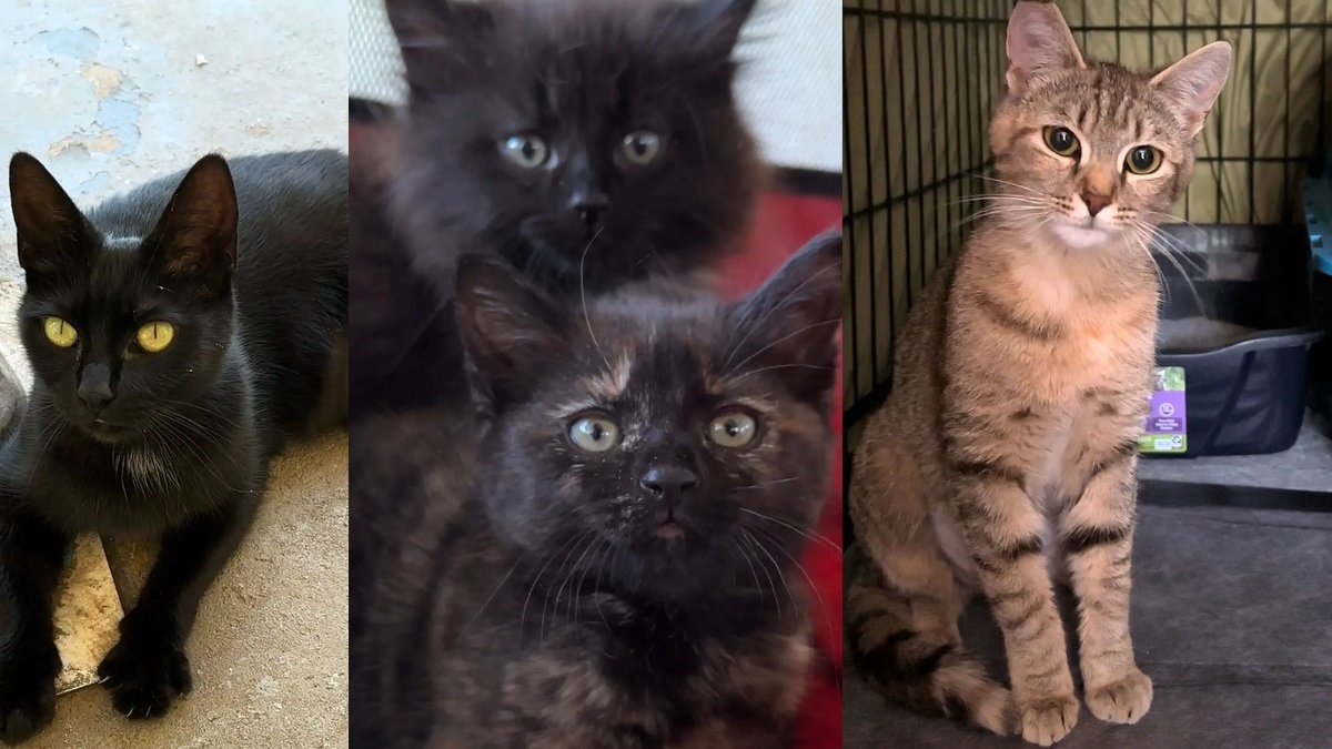 Illustration : "Appelée pour aider des chats laissés seuls après un décès, une bénévole prend en charge une mère et ses chatons en danger"