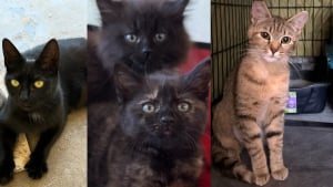 Illustration : Appel&eacute;e pour aider des chats laiss&eacute;s seuls apr&egrave;s un d&eacute;c&egrave;s, une b&eacute;n&eacute;vole prend en charge une m&egrave;re et ses chatons en danger