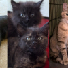 Illustration : Appel&eacute;e pour aider des chats laiss&eacute;s seuls apr&egrave;s un d&eacute;c&egrave;s, une b&eacute;n&eacute;vole prend en charge une m&egrave;re et ses chatons en danger