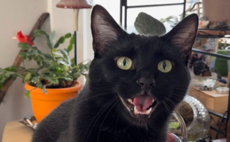 Pour forcer sa propriétaire à sortir de son lit, ce chat miaule quotidiennement avec acharnement en plein milieu de la nuit (vidéo)
