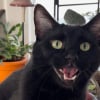 Illustration : Pour forcer sa propri&eacute;taire &agrave; sortir de son lit, ce chat miaule quotidiennement avec acharnement en plein milieu de la nuit (vid&eacute;o)